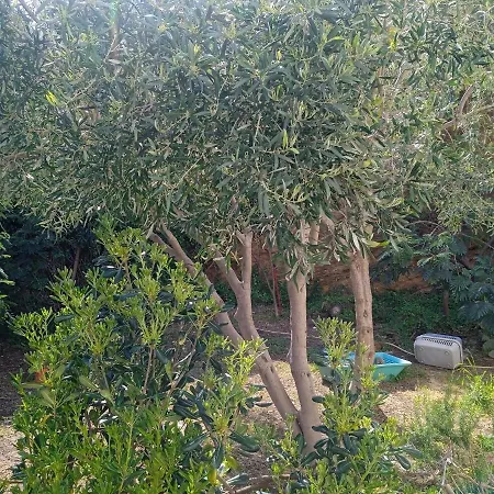 דירה Athina 3 באטסי